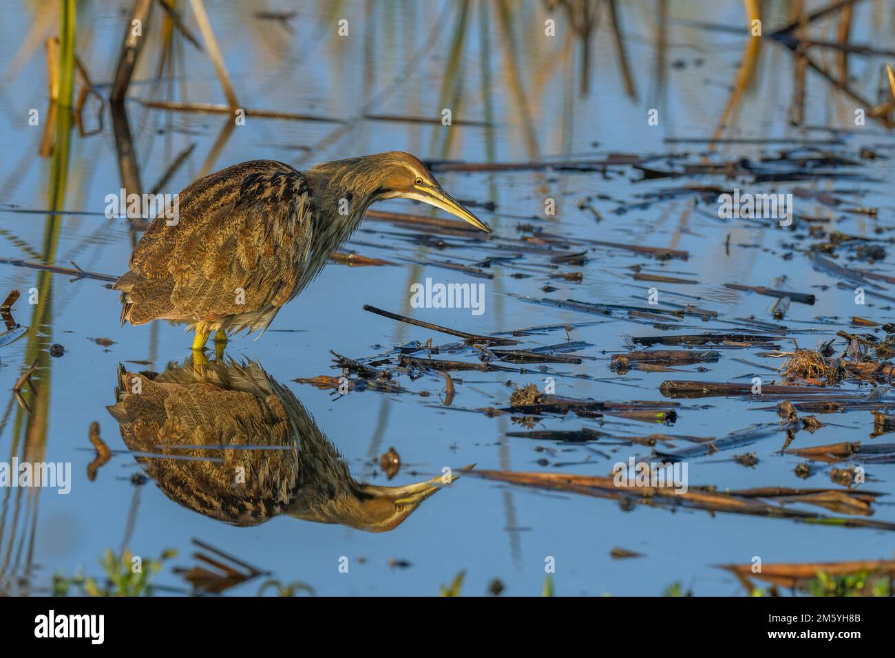 American Bittern (Botaurus lentiginosus), Yolo County California USA Stock Photo
