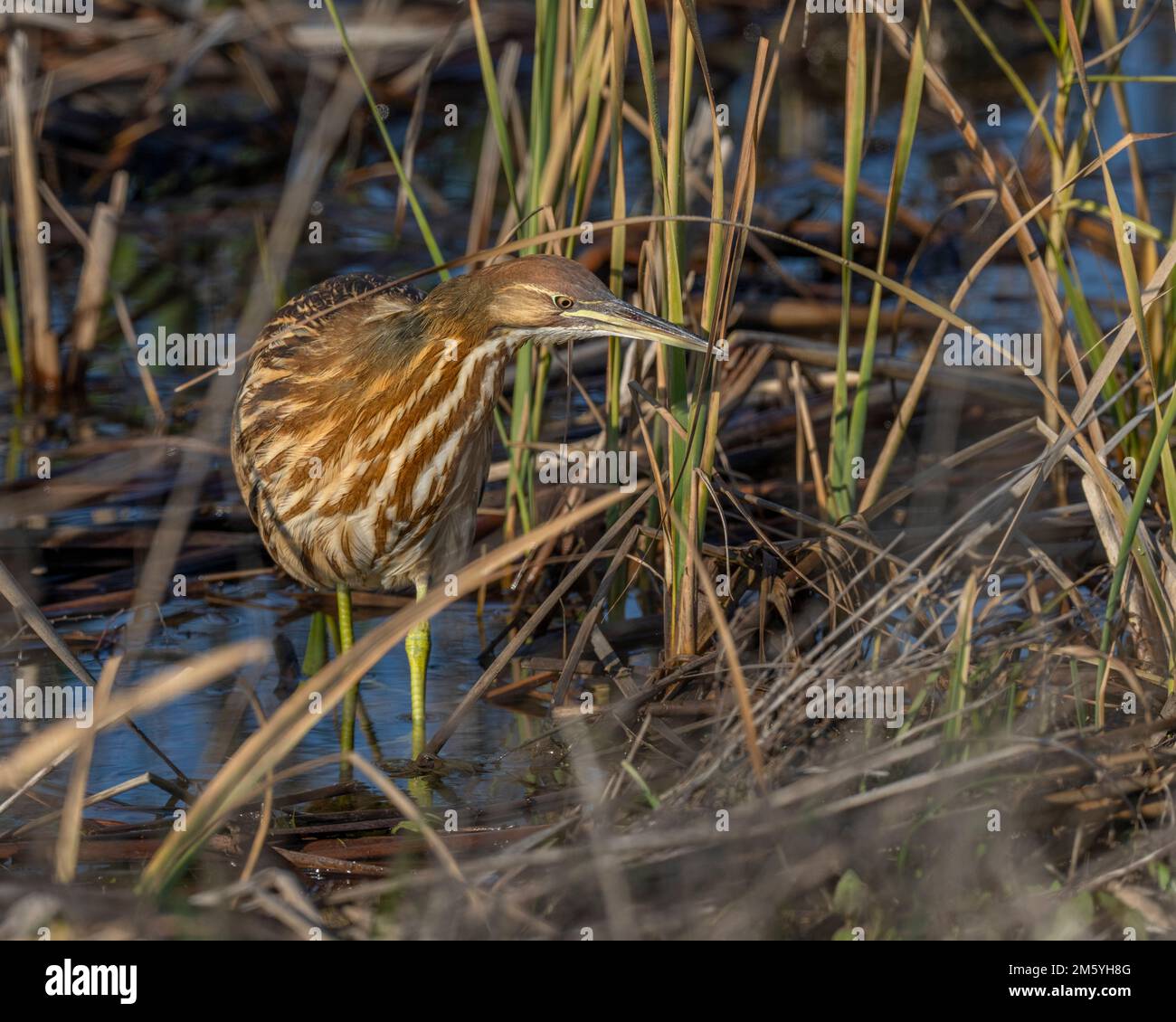 American Bittern (Botaurus lentiginosus), Yolo County California USA Stock Photo