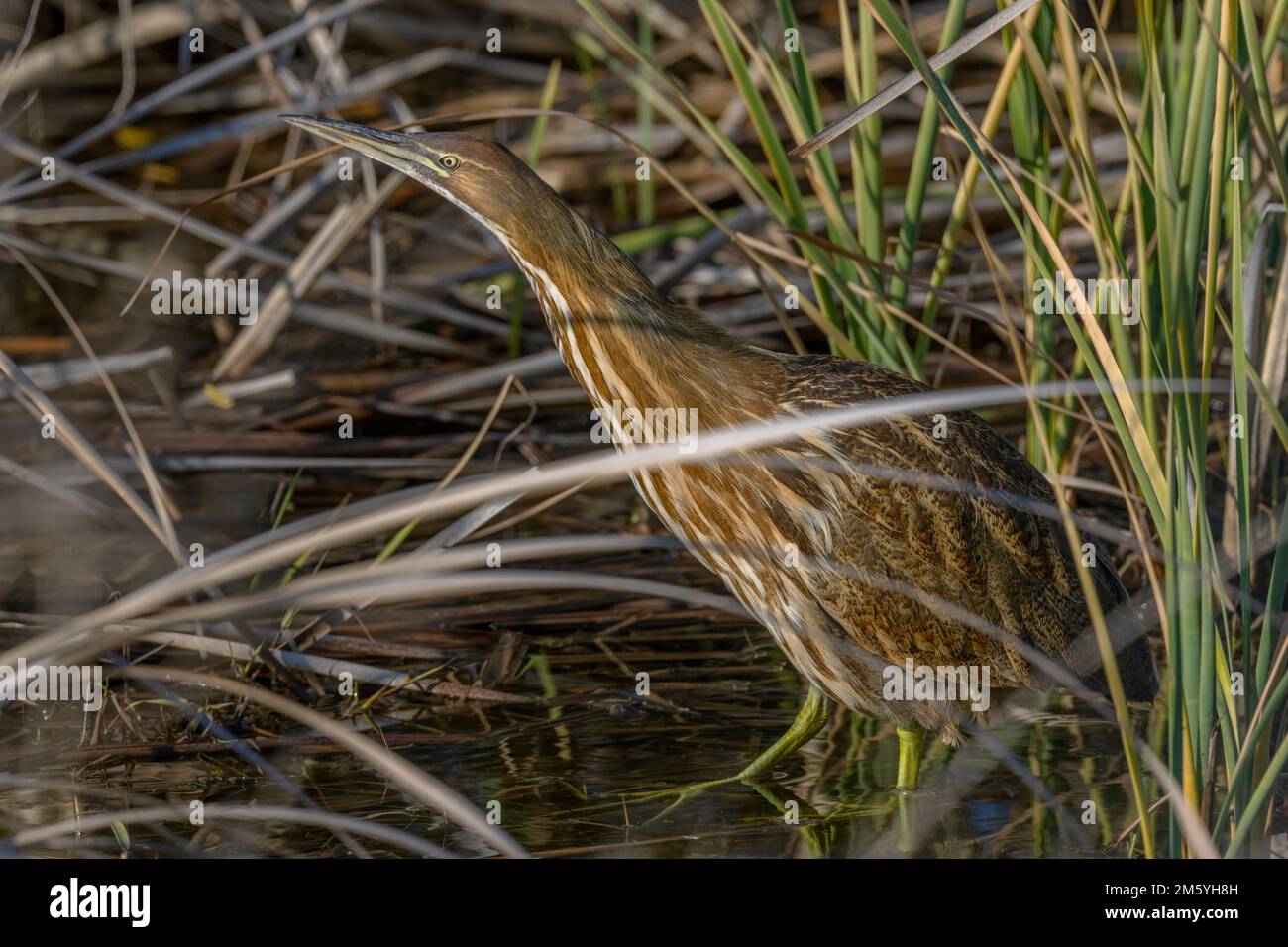 American Bittern in dense freshwater marsh, Yolo County California Stock Photo