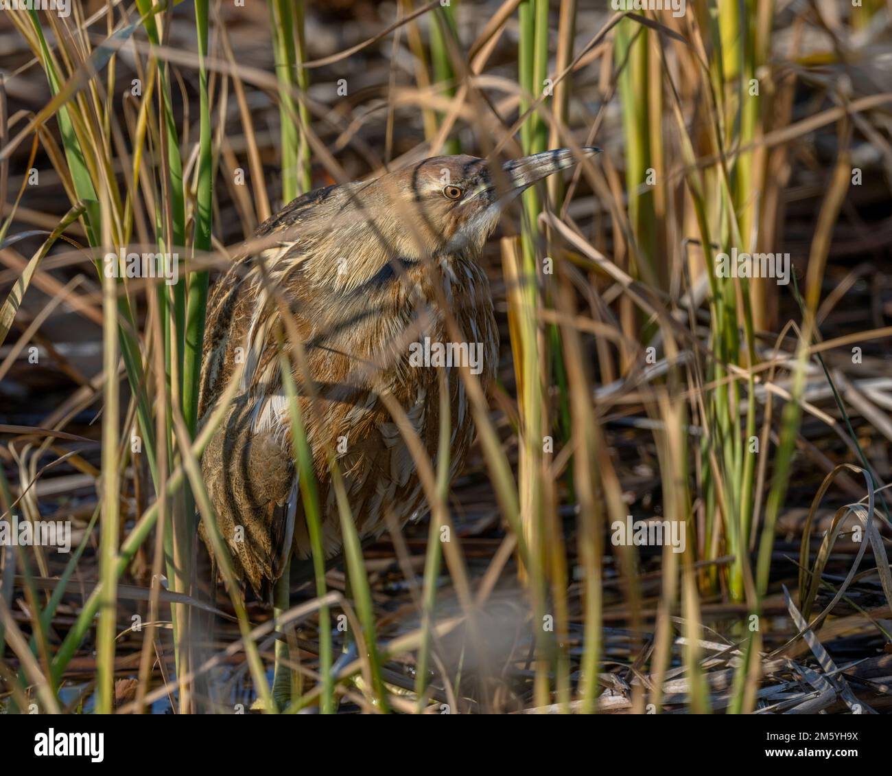 American Bittern (Botaurus lentiginosus) hiding in dense freshwater marsh, Yolo County California. Stock Photo