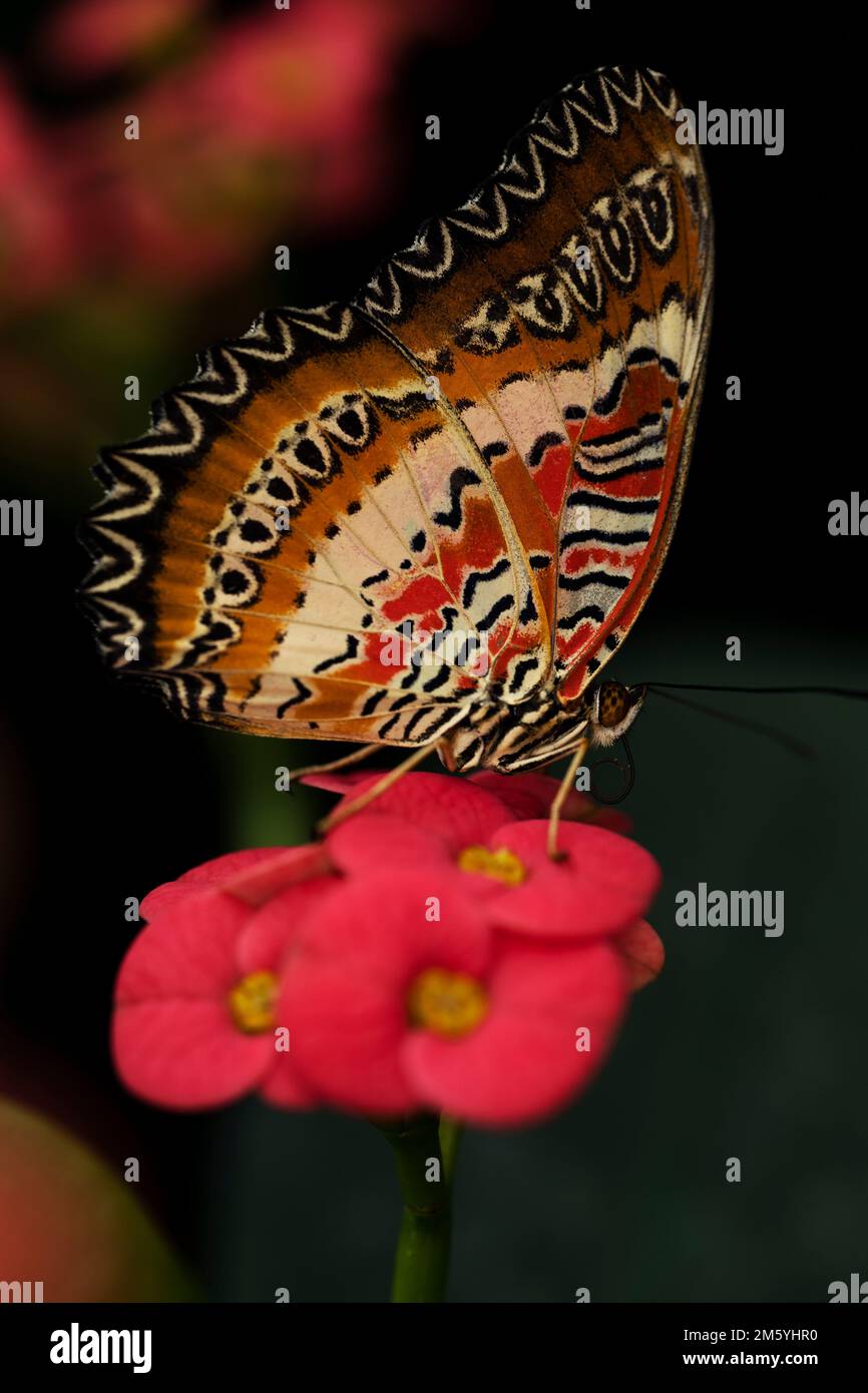 Red lacewing cethosia biblis resting hires stock photography and