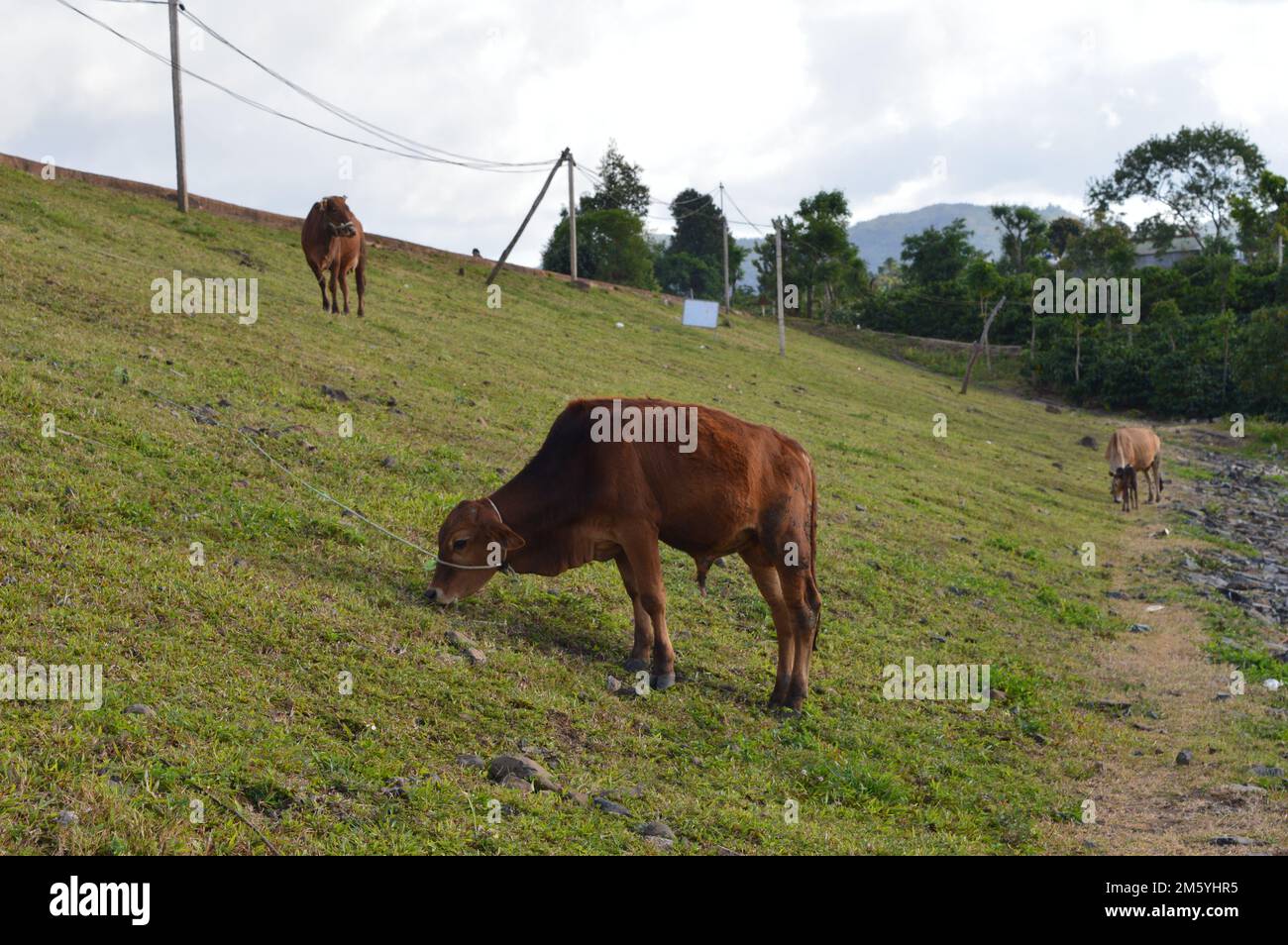 Panorama of grazing cows in a meadow with grass Stock Photo - Alamy