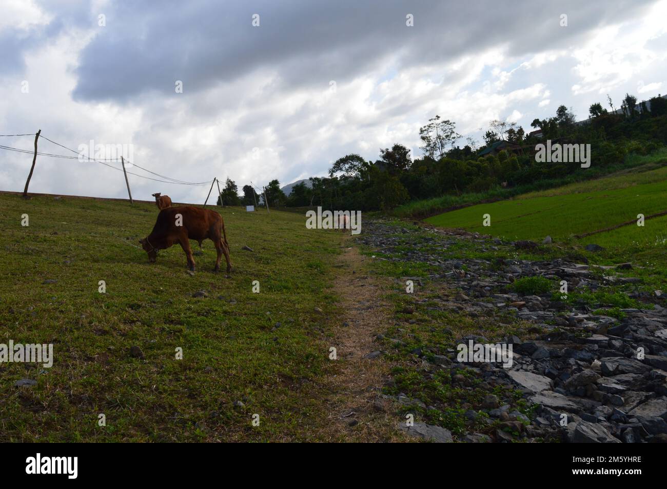 Panorama of grazing cows in a meadow with grass Stock Photo - Alamy