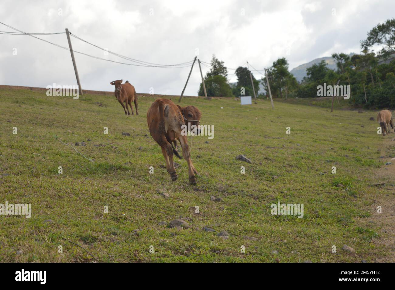 Panorama of grazing cows in a meadow with grass Stock Photo - Alamy