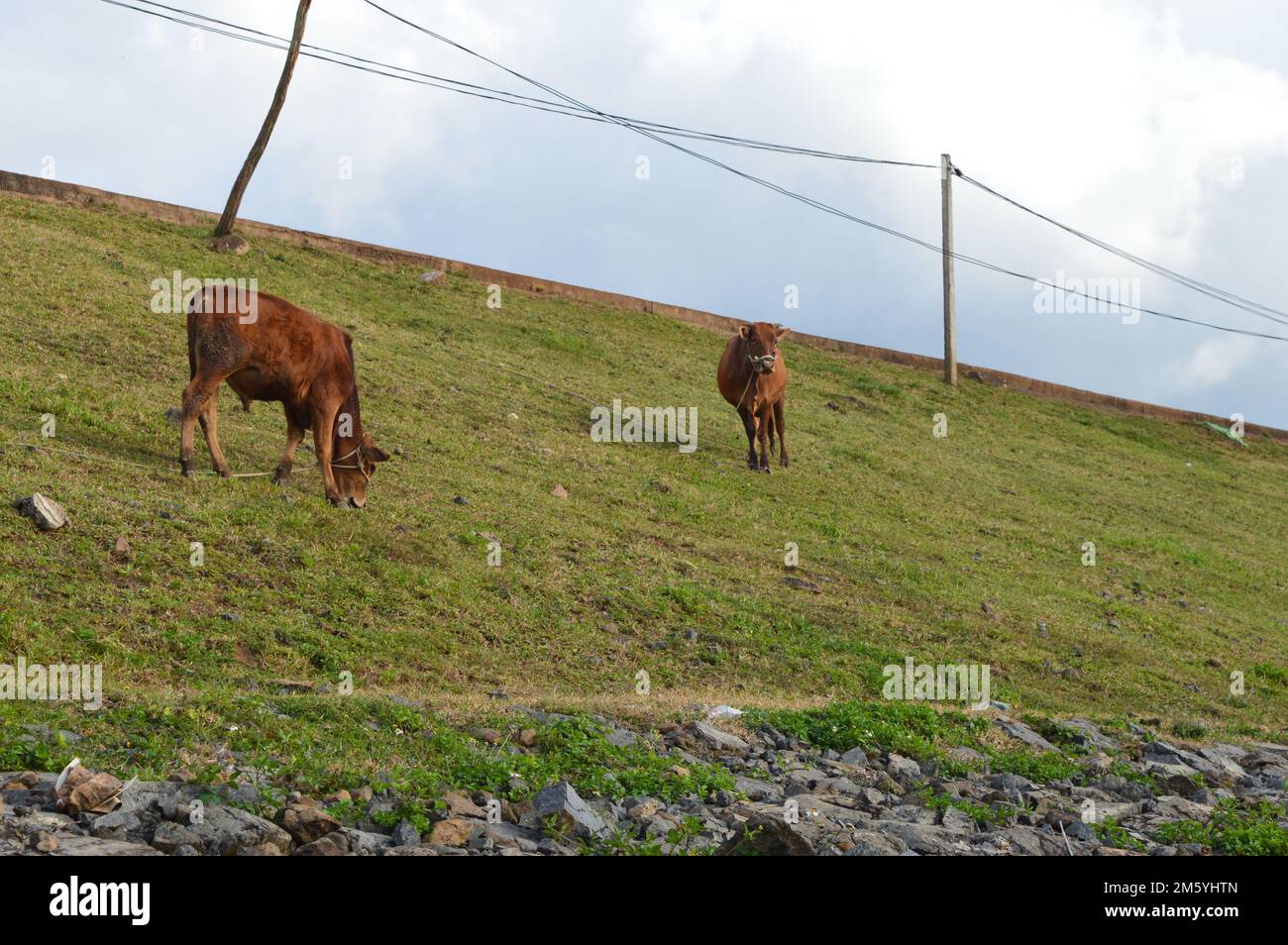 Panorama of grazing cows in a meadow with grass Stock Photo - Alamy