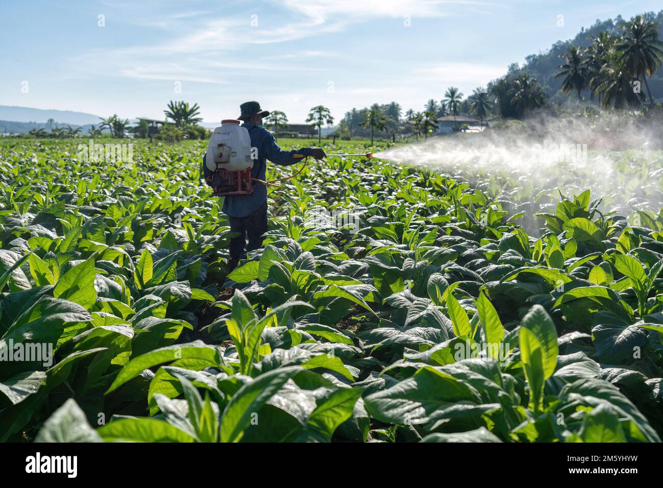 Farmer carry spraying engine on back and spray pesticide mixed with water  on tobacco tree Stock Photo