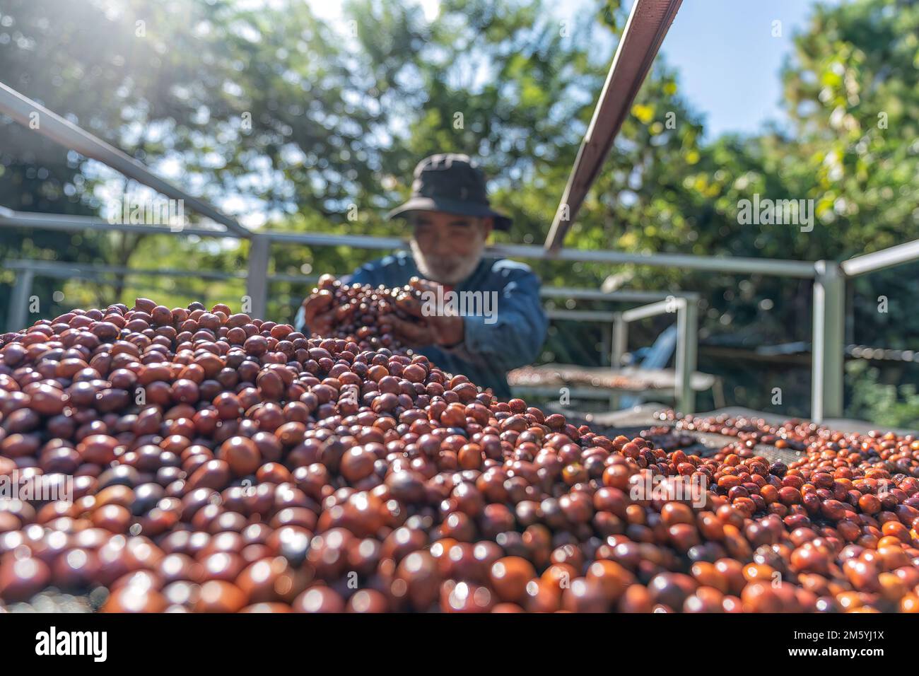 Farmer use hand turn coffee beans upside down berries drying natural