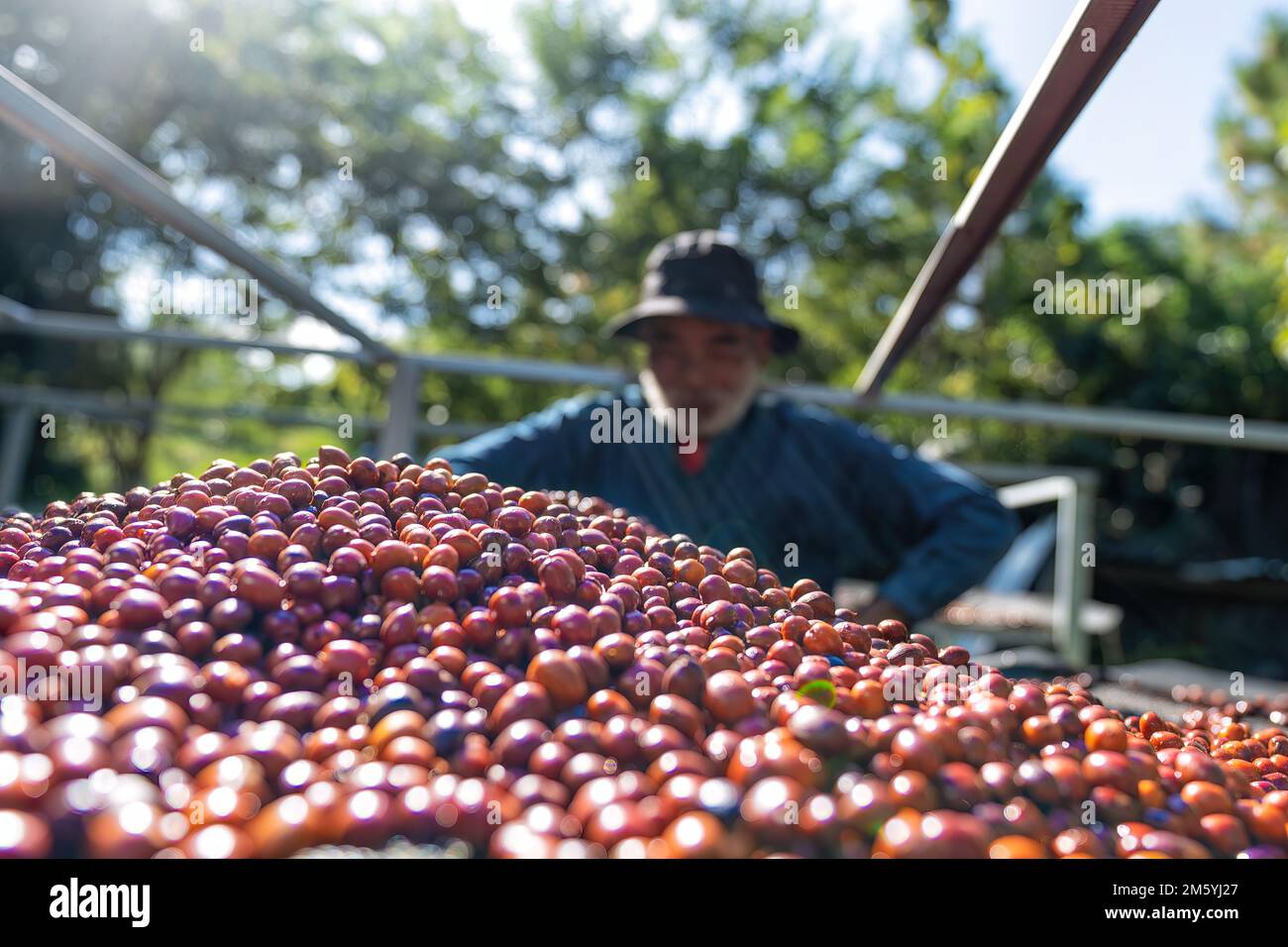 Farmer use hand turn coffee beans upside down berries drying natural
