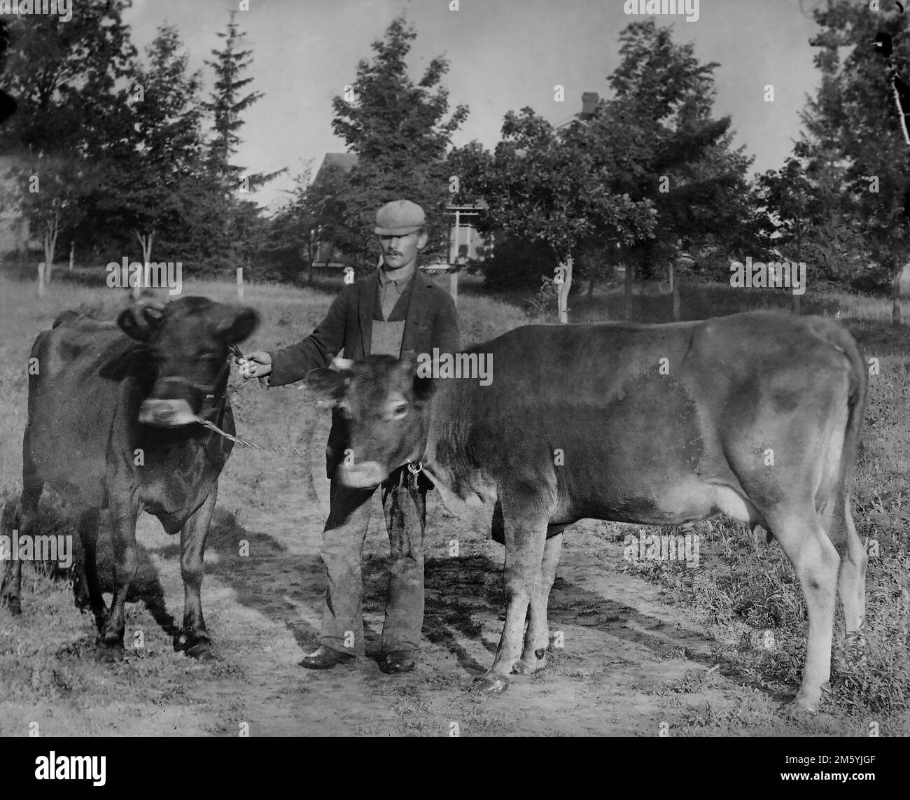 A farmer poses with his two cows, ca. 1905 Stock Photo - Alamy