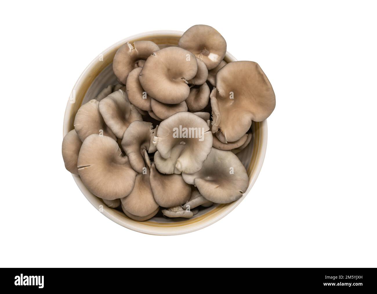 Isolated organic Oyster mushroom in a bowl on white background, organic fresh Oyster mushroom, top view image, studio shot. Stock Photo