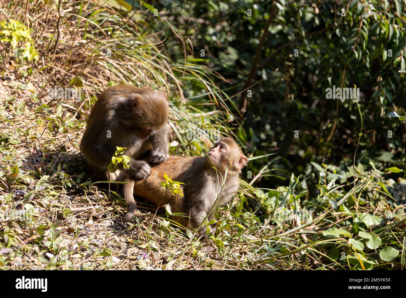 2022 Dec 30,Hong Kong.Wild Monkey in country park in Hong Kong Stock ...