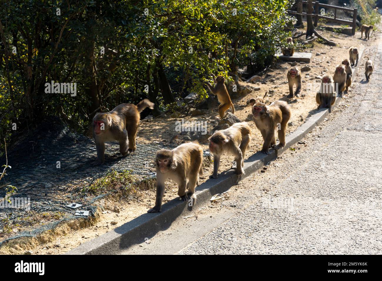 2022 Dec 30,Hong Kong.Wild Monkey in country park in Hong Kong Stock ...