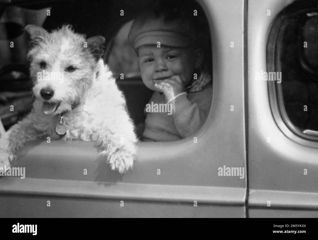 A young boy and his dog peer out of a car window, ca. 1936. Stock Photo