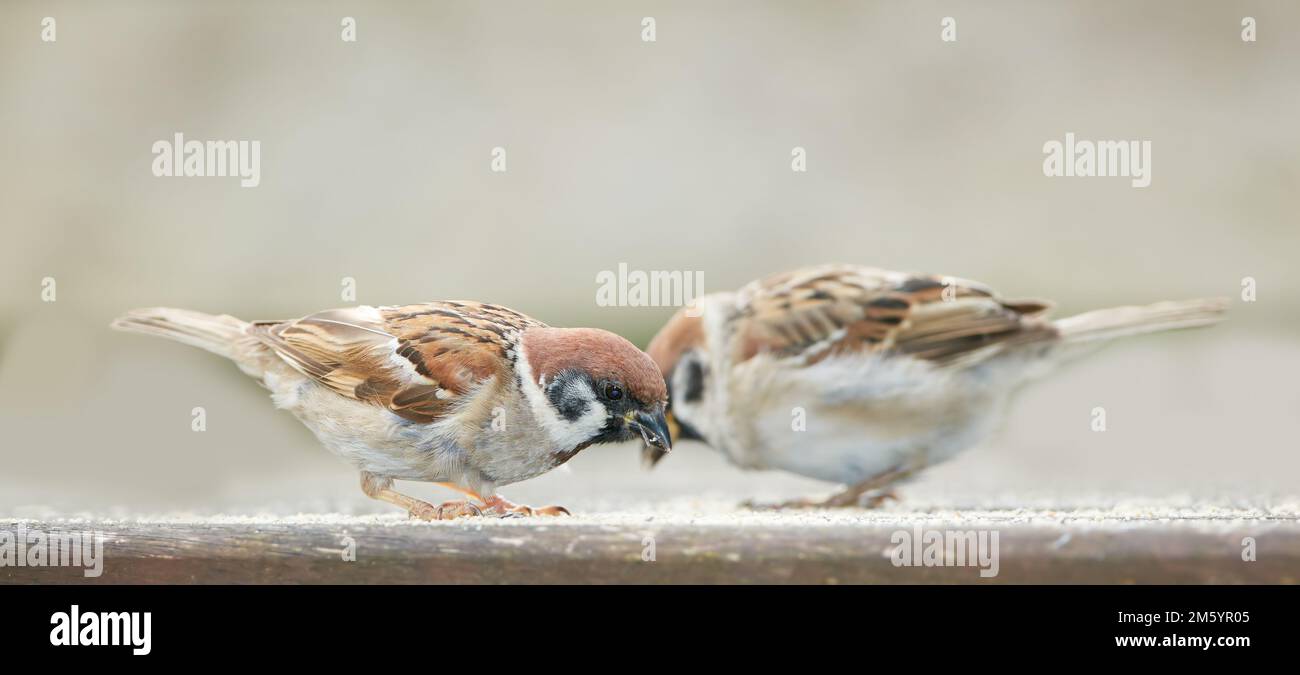 Sparrow. Sparrows are a family of small passerine birds, Passeridae. They are also known as true sparrows, or Old World sparrows, names also used for Stock Photo