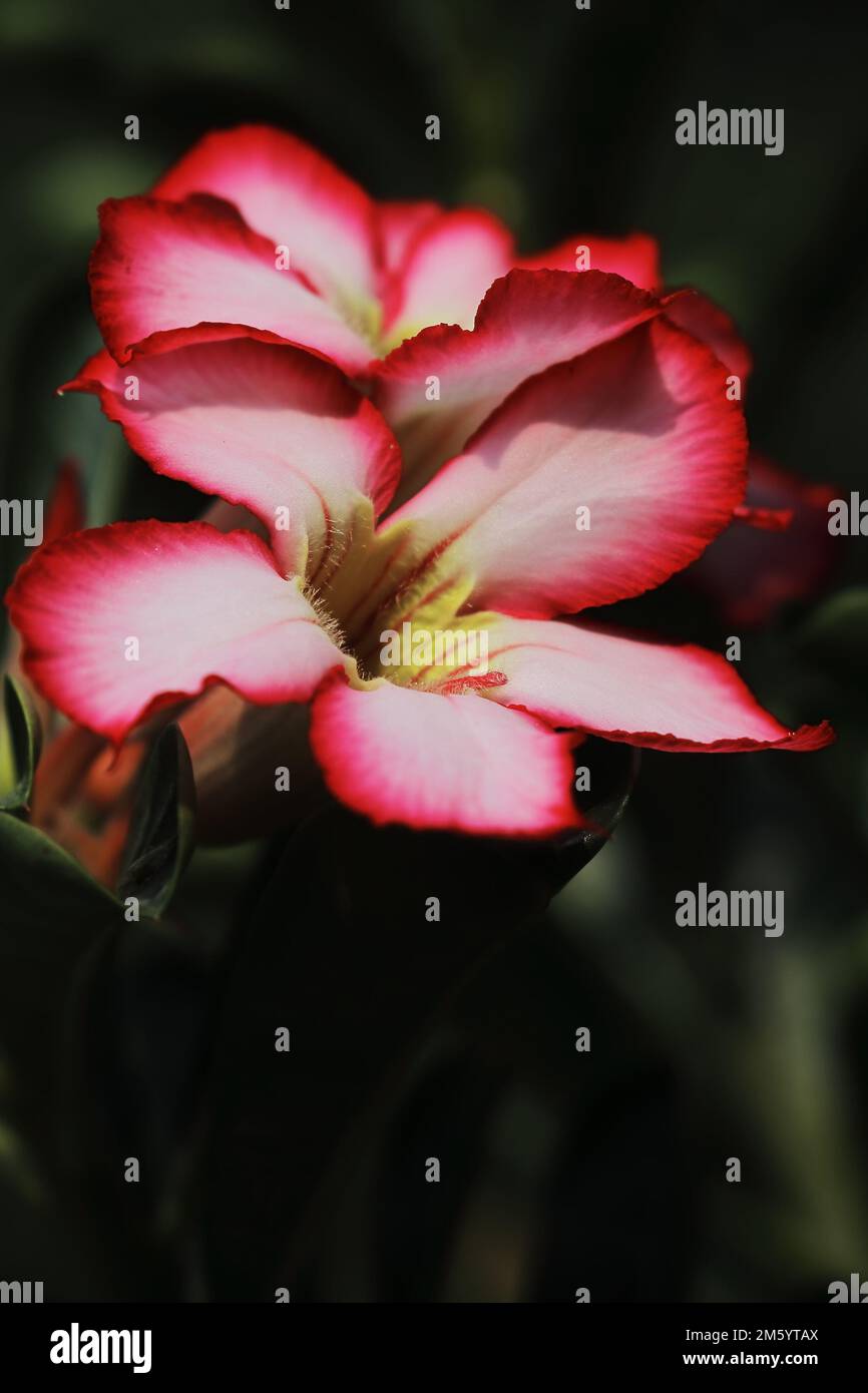 Desert Rose or Flower in Desert of Algeria Stock Image - Image of  traveling, rose: 178739115