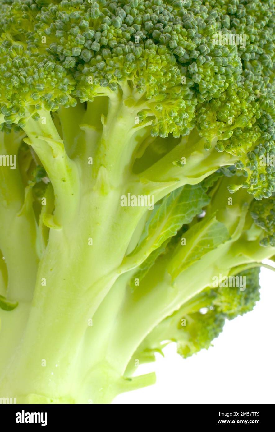 Broccoli with white background. Brassica oleracea var italica. Fresh