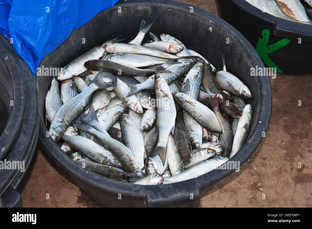 Senegal fish market in ziguinchor hi-res stock photography and images ...