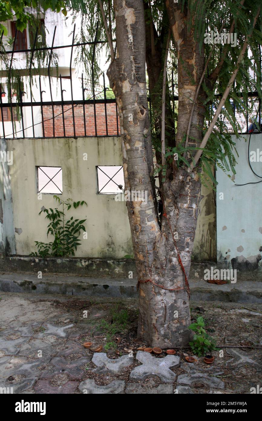 Indian gooseberry (Phyllanthus emblica) tree trunk has mottled bark : (pix Sanjiv Shukla) Stock Photo