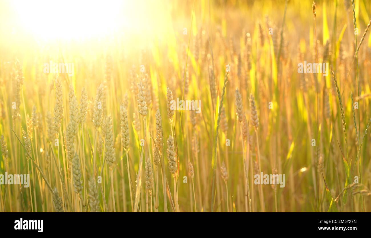 Wheat field. Ears of golden wheat close up. Beautiful nature sunset ...