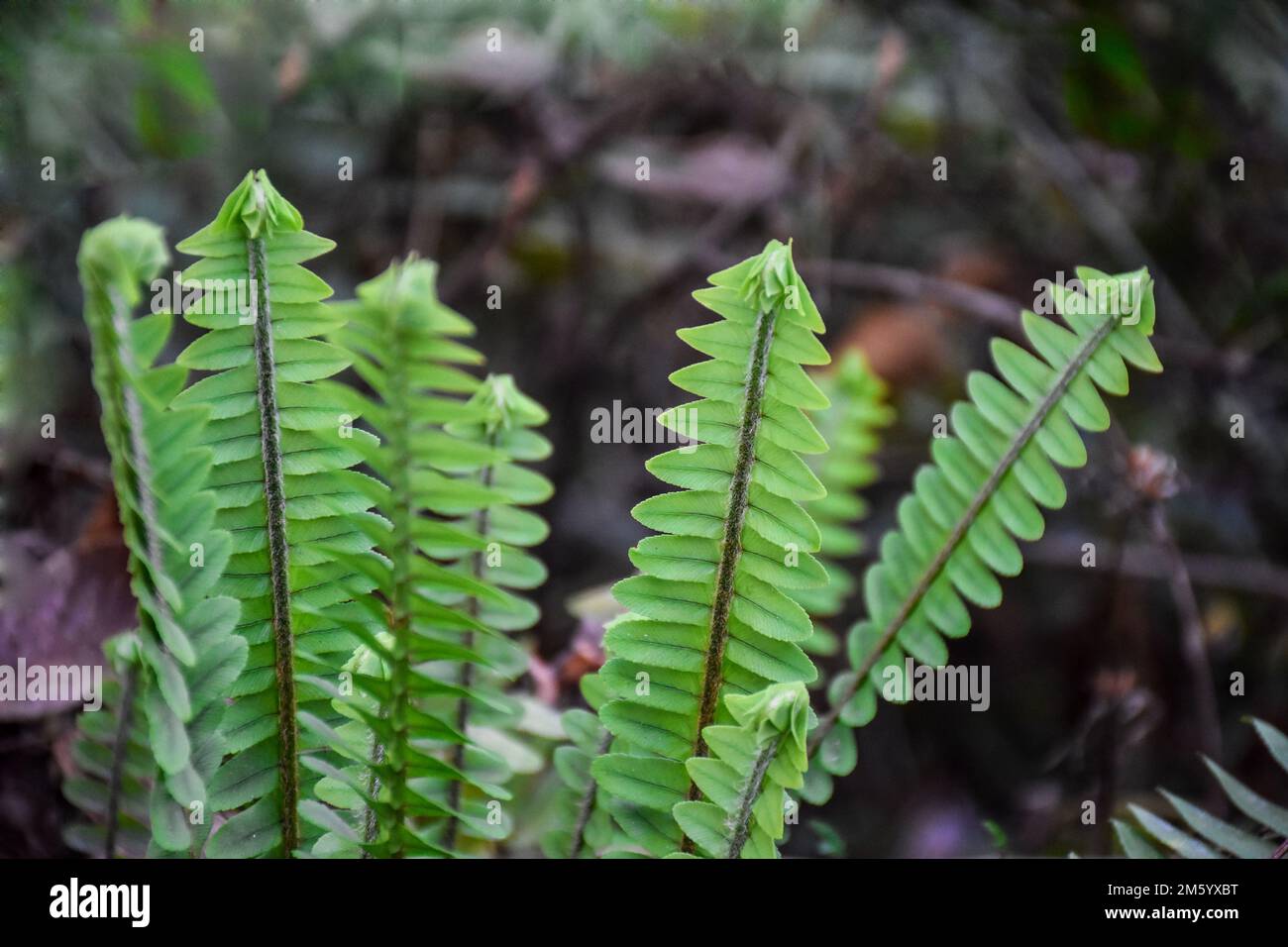 Nephrolepis exaltata, the sword fern is admired for able to survive with fairly low levels of water, commonly known as Flat Fern. Stock Photo
