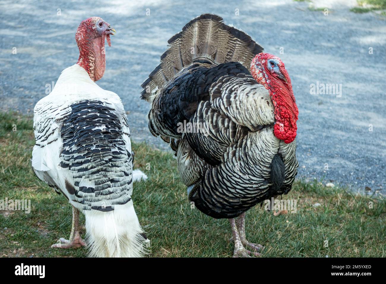 A selective of domestic turkey in a yard Stock Photo - Alamy