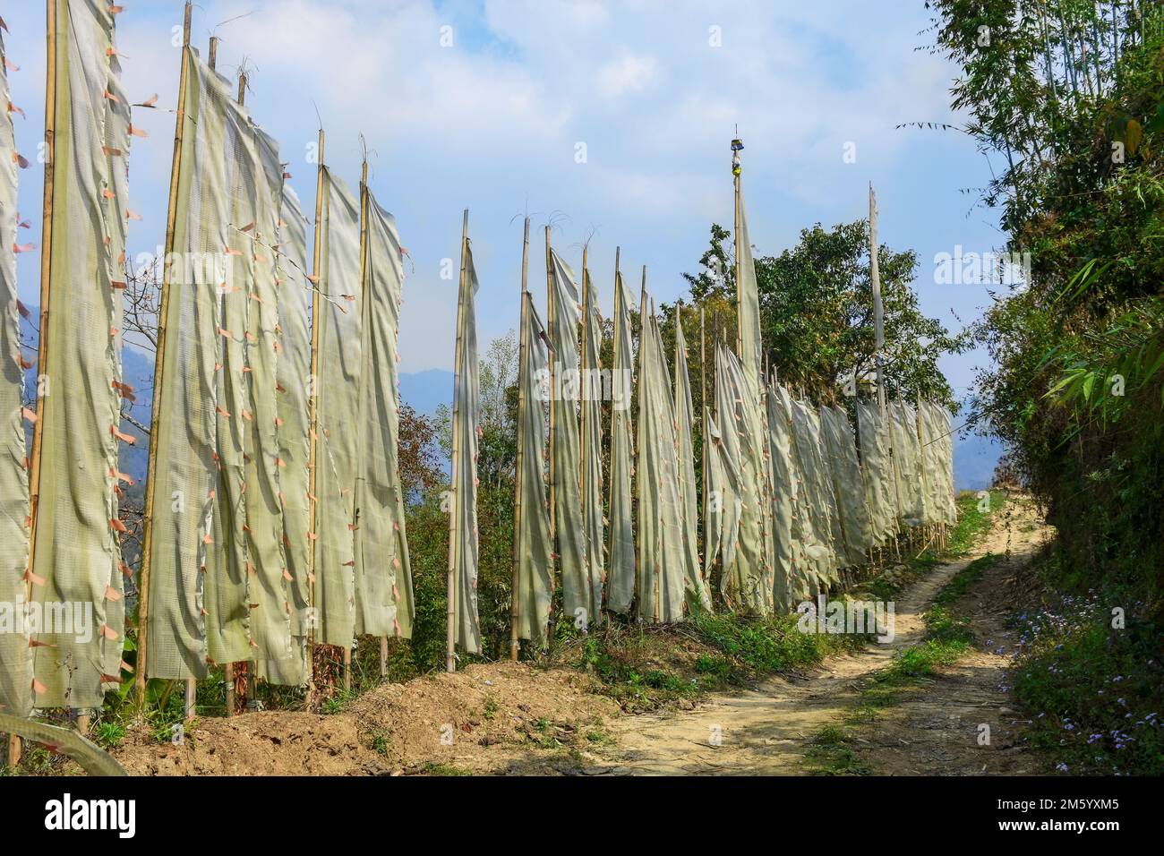 A row of white tall prayer flags on poles , Pala Busty ,Kalimpong West Bengal India Stock Photo