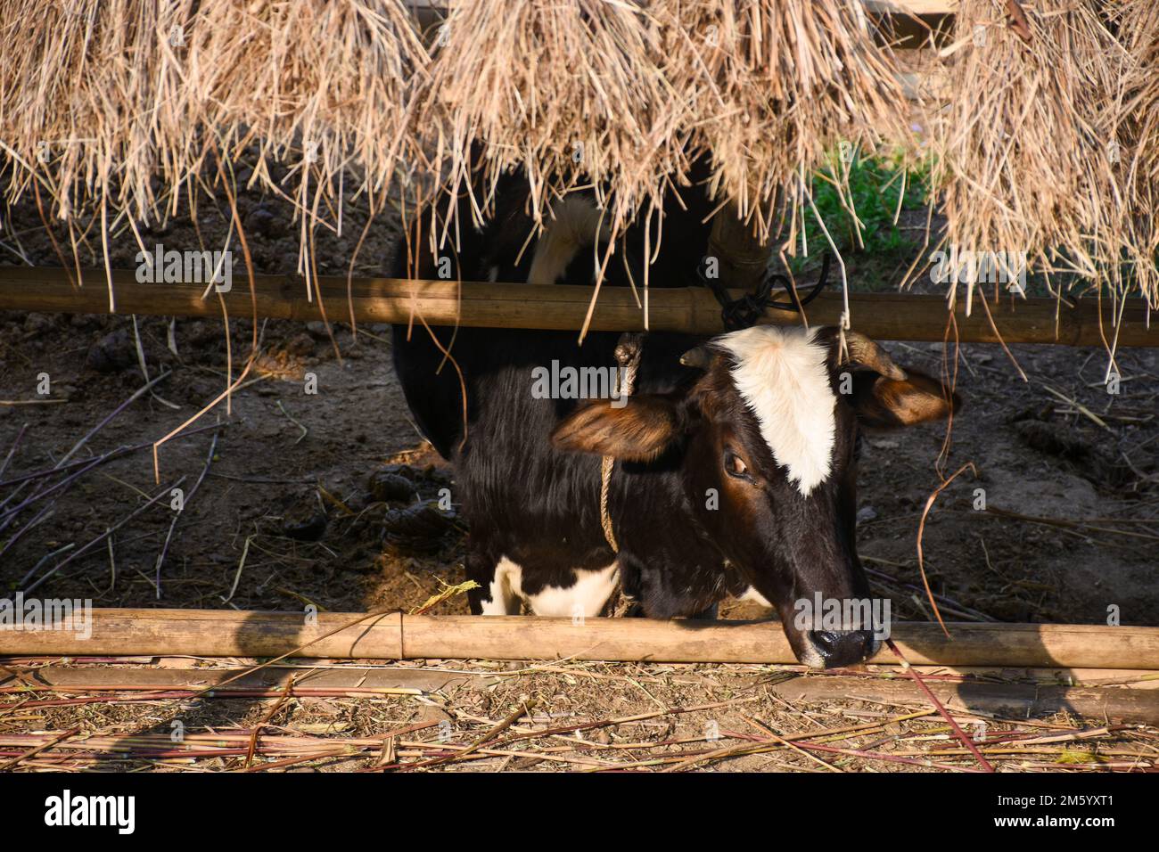 Lone dairy cow under hay shed in Himalayan, india. Stock Photo