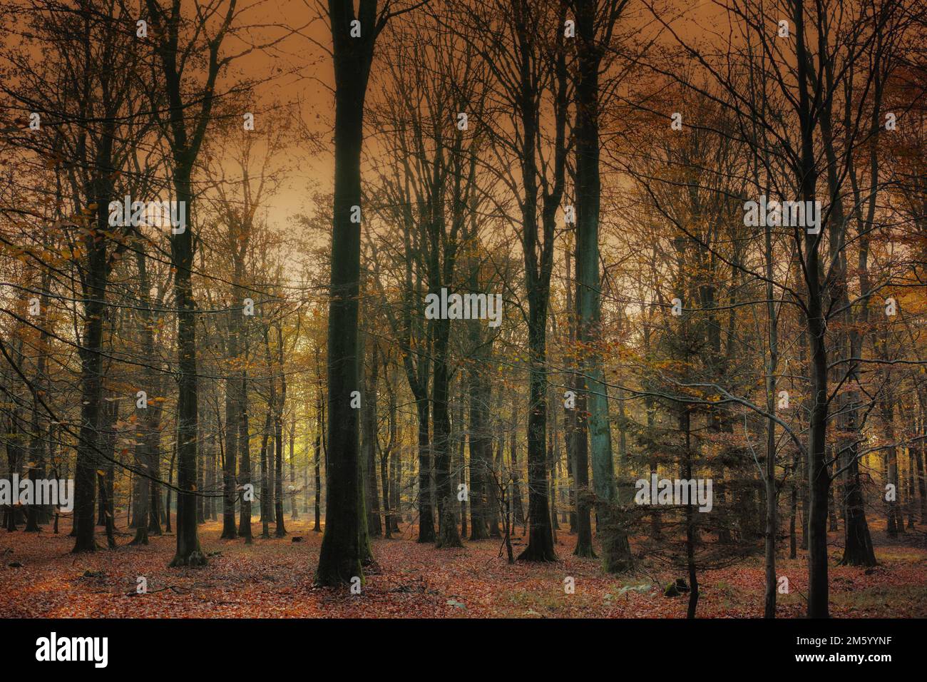 Gold autumn landscape hi-res stock photography and images - Alamy