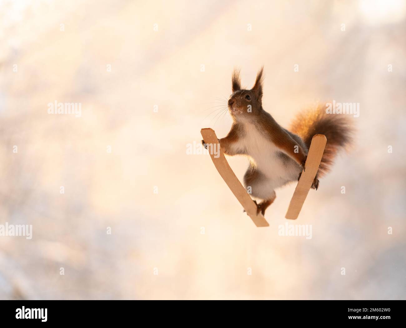 Red Squirrel standing on skis Stock Photo Alamy
