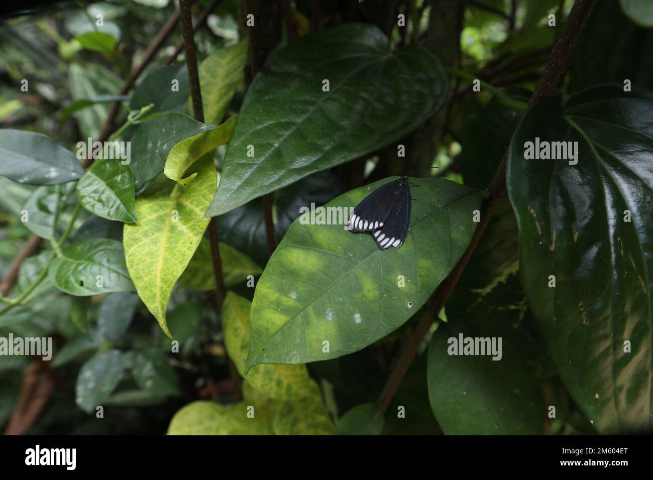 A triangular shape black moth with white spots was perched on top of a green leaf in a wild area Stock Photo