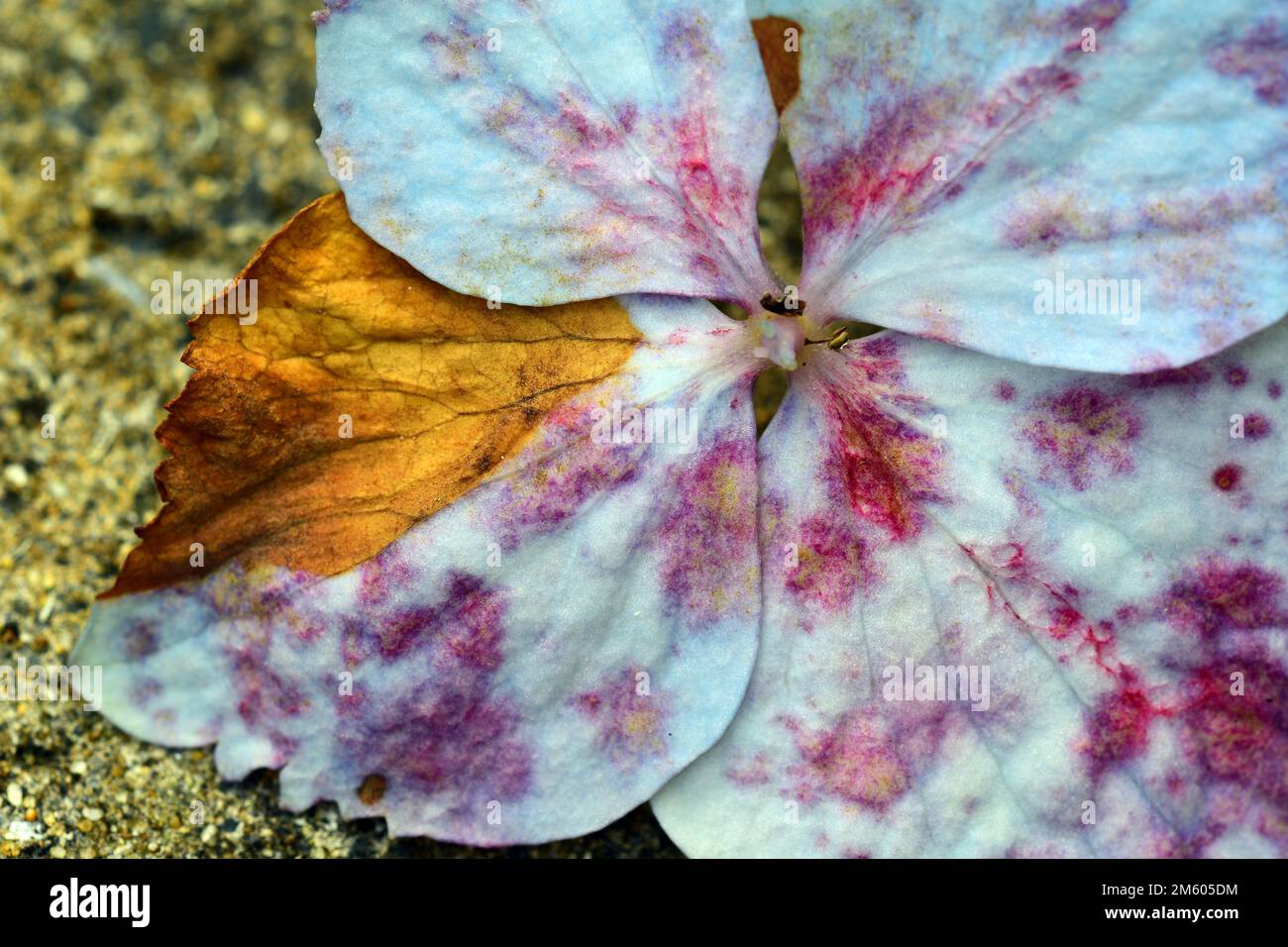 A hydrangea flower affected by Hydrangea Botrytis Blight (Gray Mold) caused by fungus Botrytis cinerea. Stock Photo