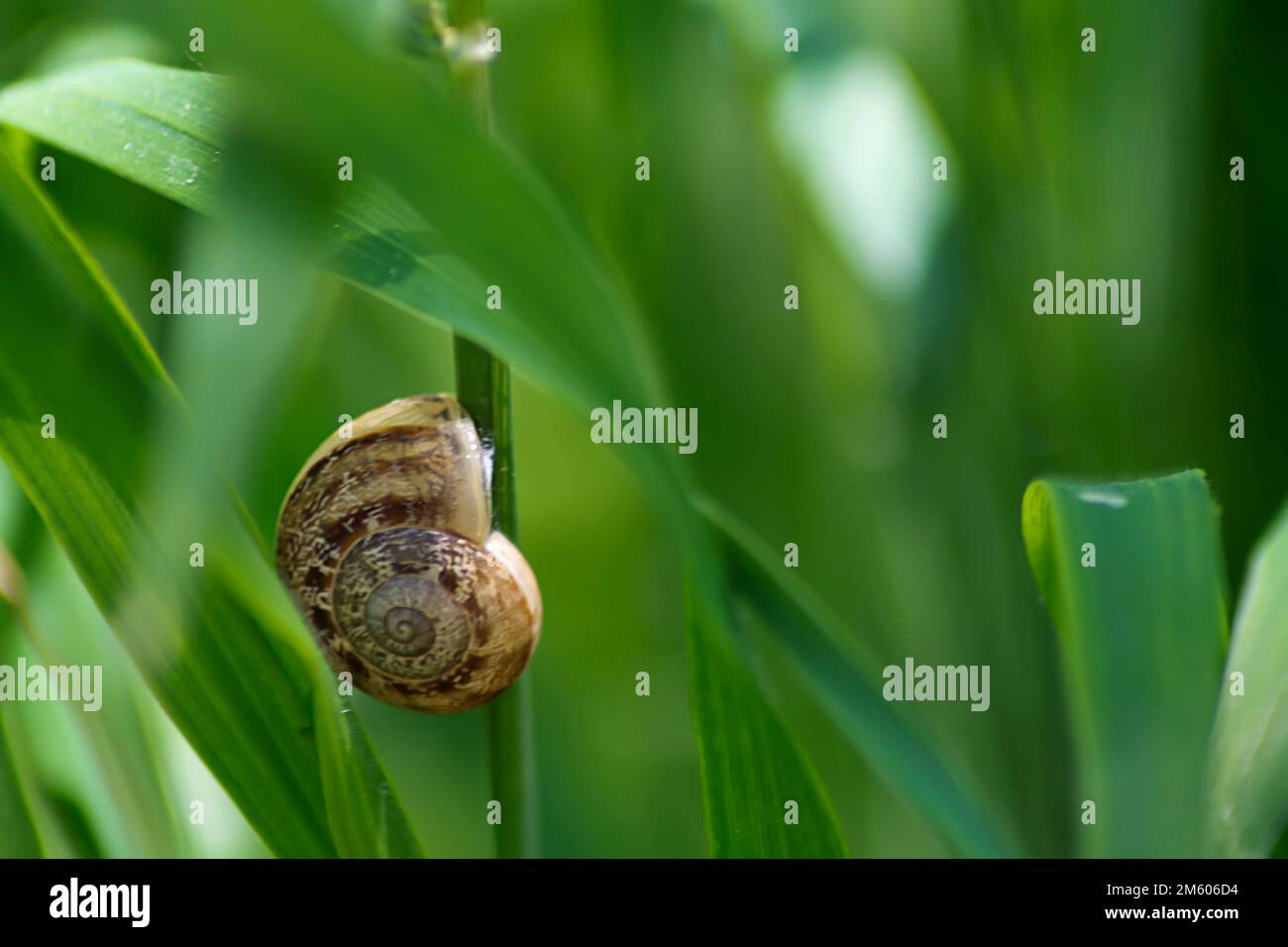 Insetti macro hi-res stock photography and images - Alamy