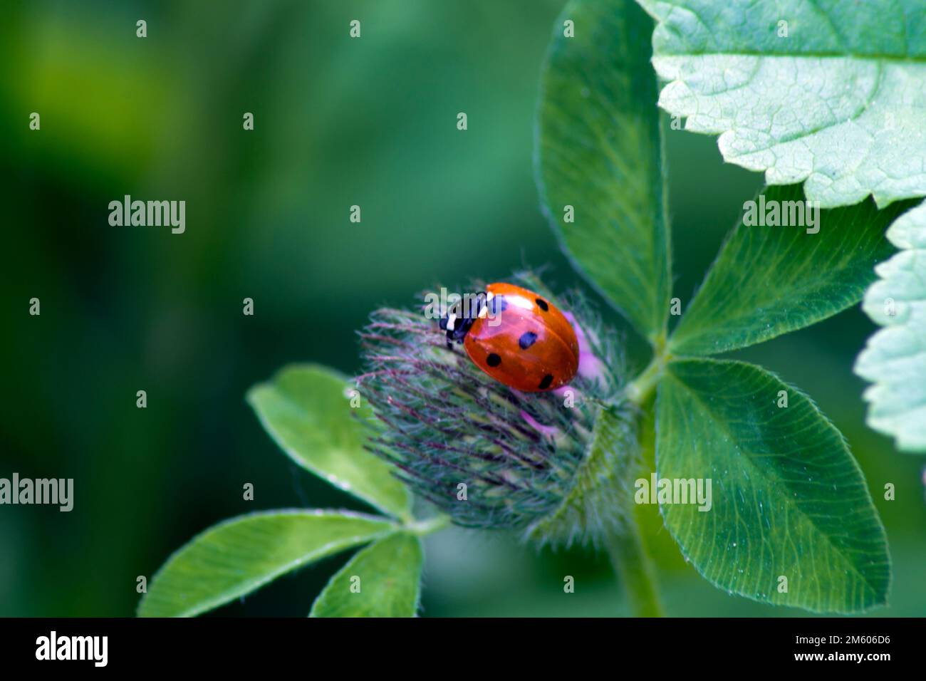 Insetti macro hi-res stock photography and images - Alamy