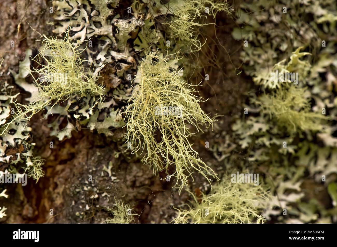 fruticose Lichens on a tree branch Stock Photo