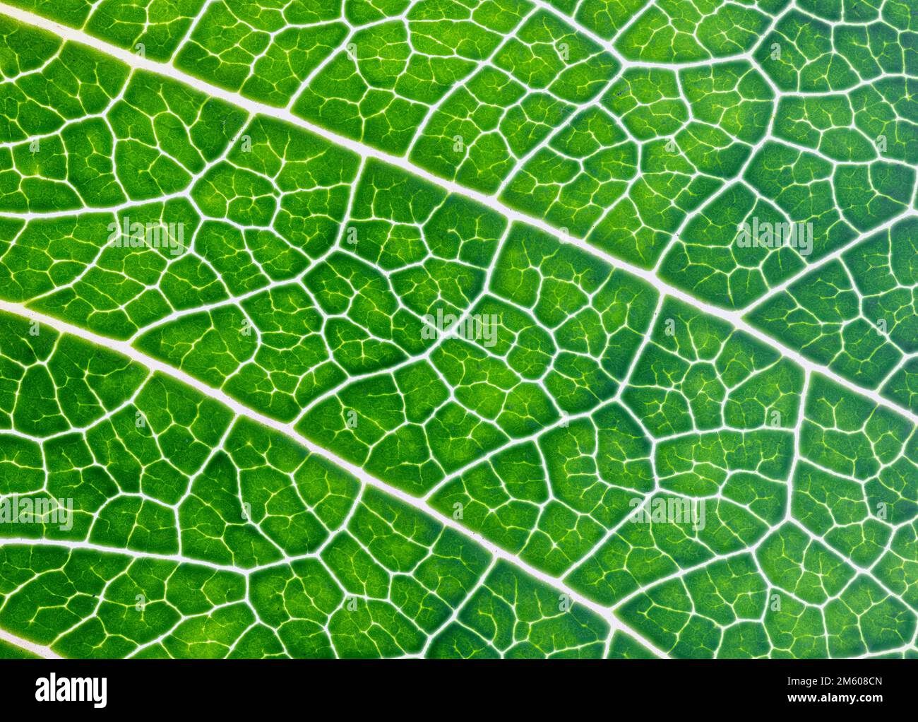 Close up of one of the green leaves of a Poinsettia plant showing the ...