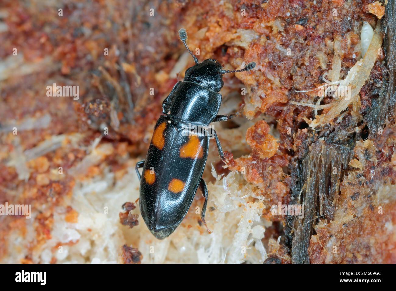 European bark beetle predator, Glischrochilus quadripunctatus on dead wood. Stock Photo