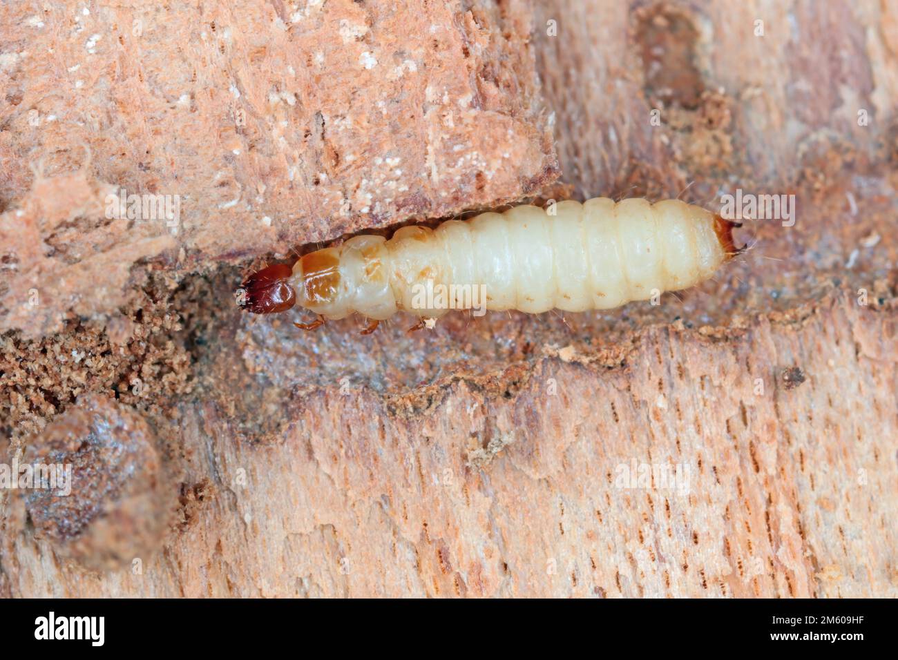 A Larva of the Ant Beetle (Thanasimus formicarius). Cleridae under the bark of a dead tree. Stock Photo