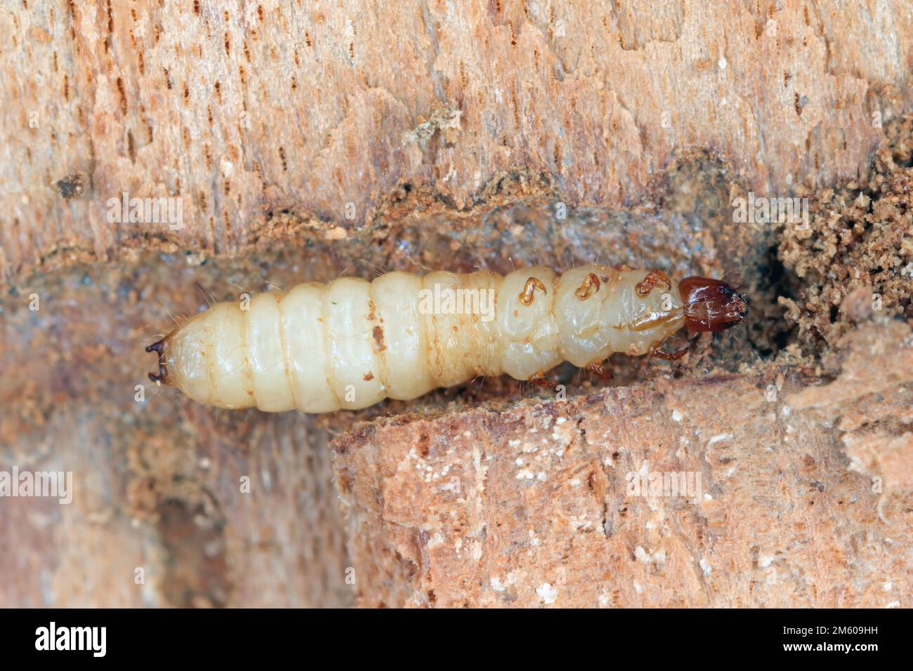 A Larva of the Ant Beetle (Thanasimus formicarius). Cleridae under the bark of a dead tree. Stock Photo