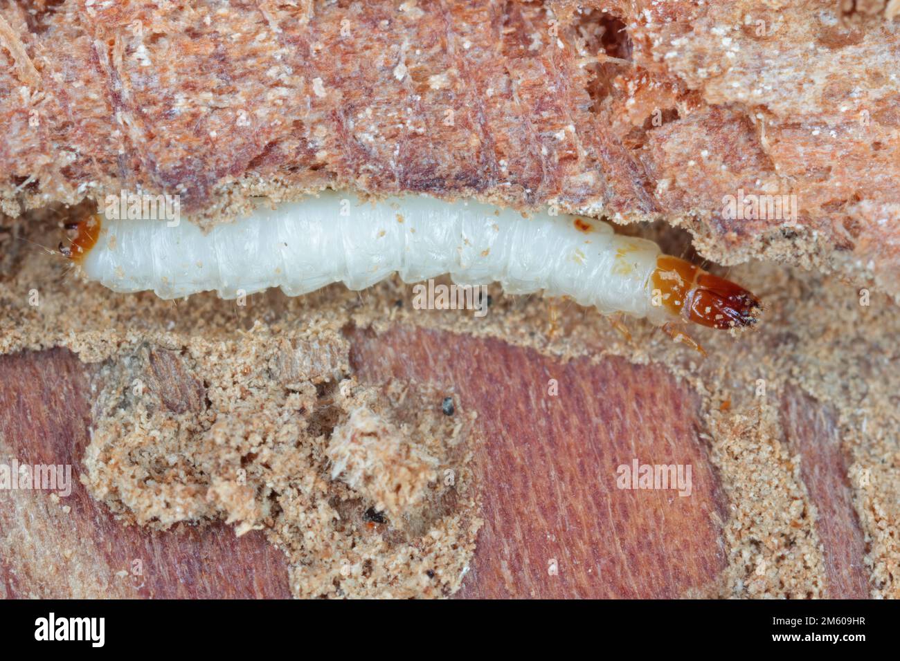 A Larva of the Ant Beetle (Thanasimus formicarius). Cleridae under the bark of a dead tree. Stock Photo