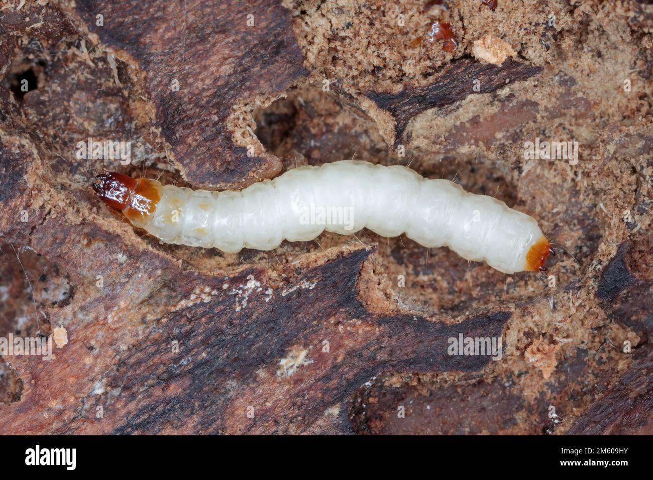 A Larva of the Ant Beetle (Thanasimus formicarius). Cleridae under the bark of a dead tree. Stock Photo