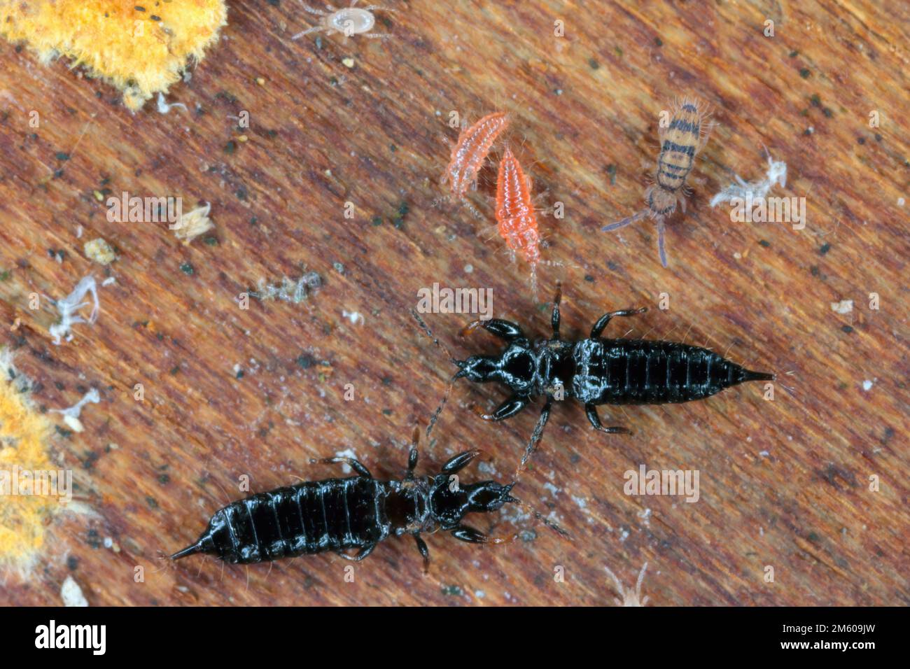 Springtails and thrips, black adults and red nymphs feeding on the mycelium under the bark of a dead tree. Stock Photo