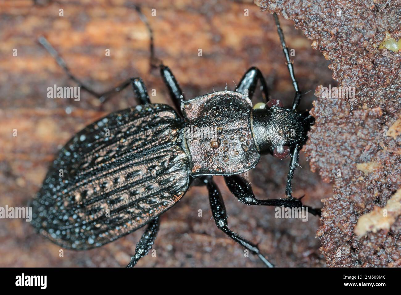 Ground beetle, Carabus granulatus, on deadwood. Stock Photo