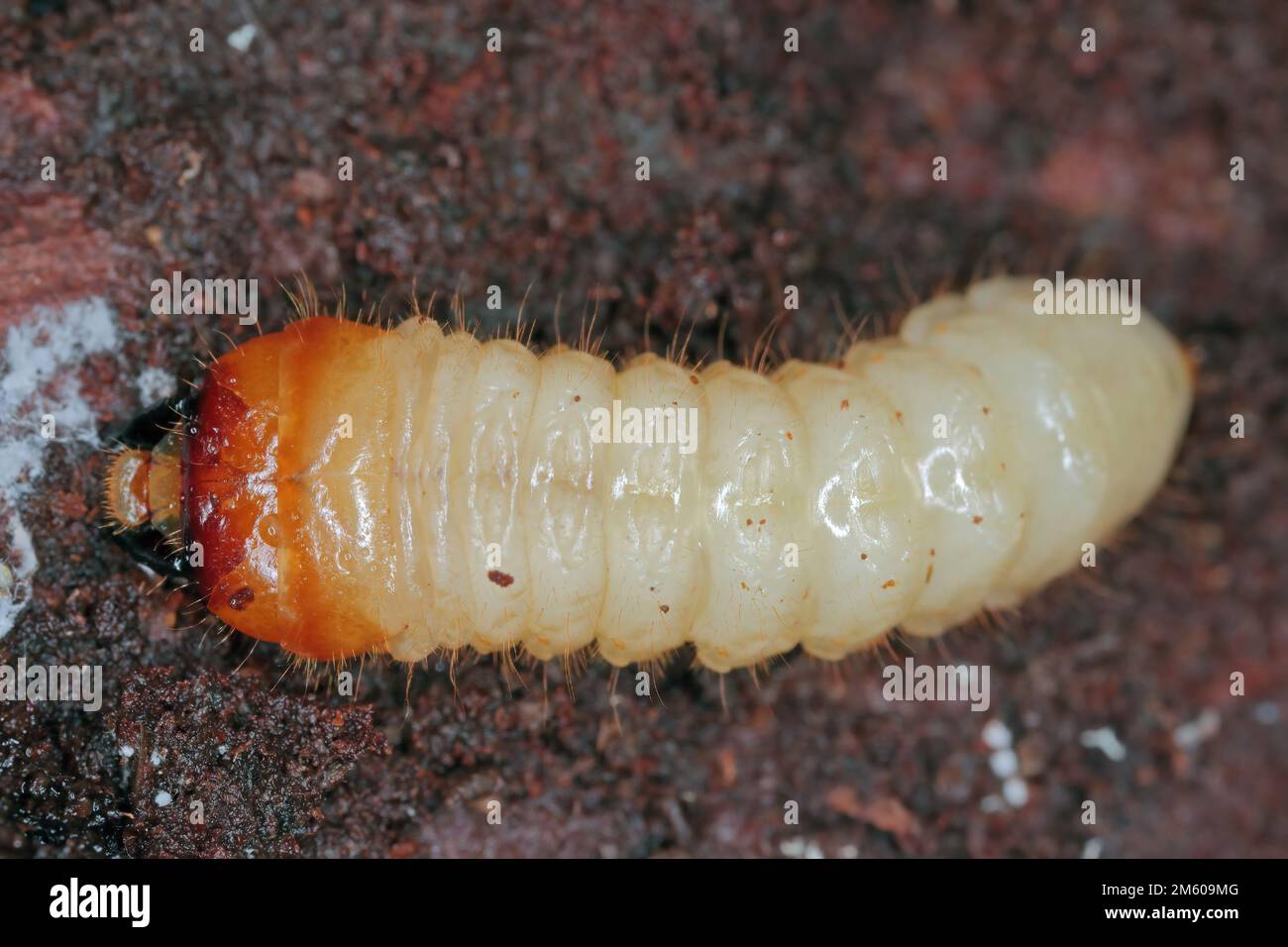 The larva of a beetle of the goat family, Cerambycidae, Rhagium under the bark of a tree. Stock Photo