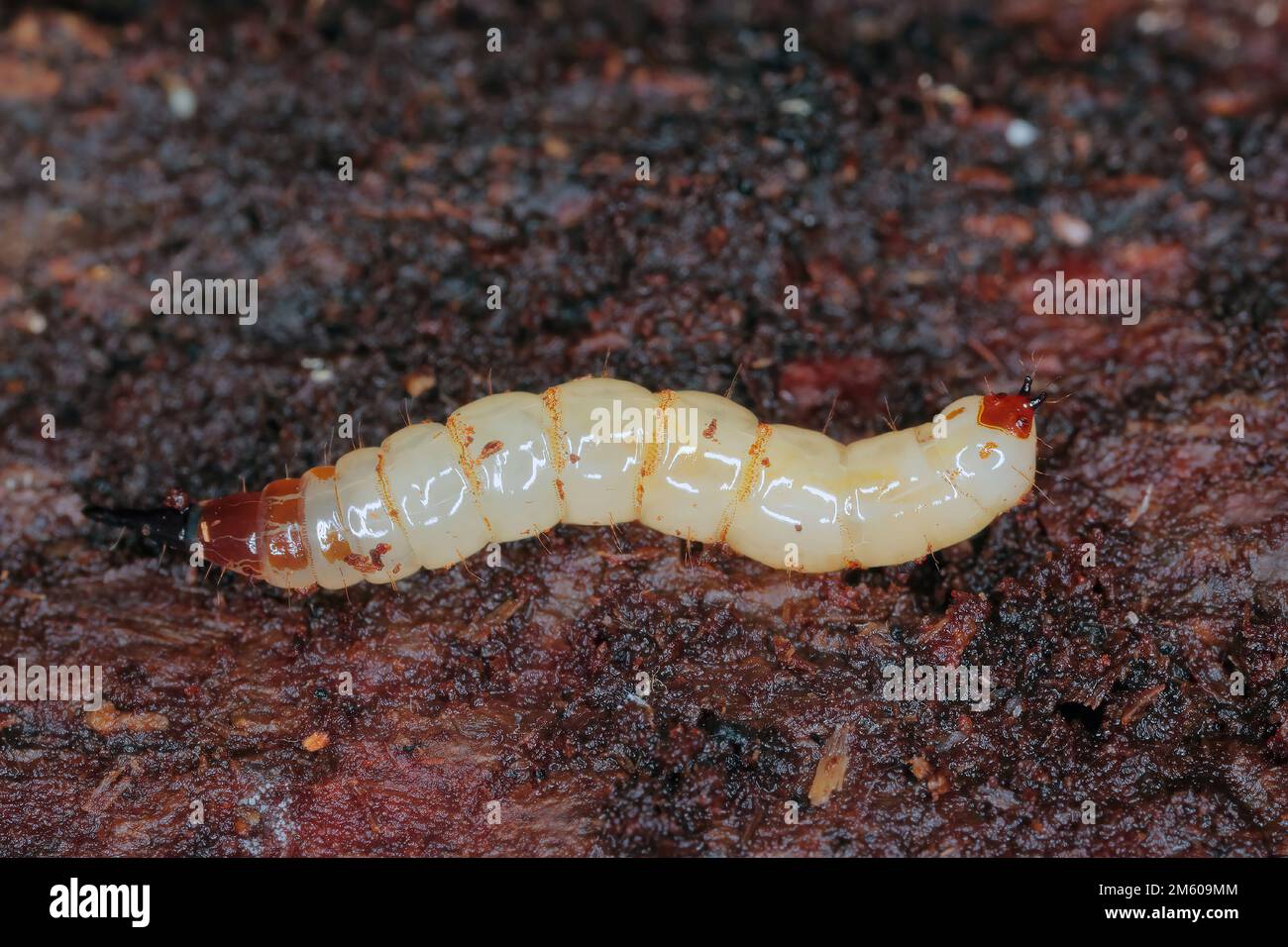 Awl fly larva on rotten wood (Xylophagus sp). Stock Photo