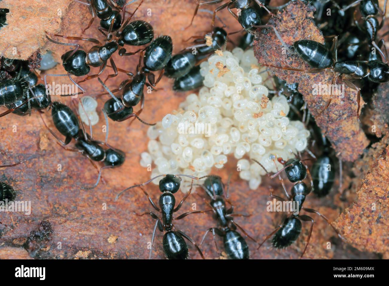 Black ants (Camponotus) under the bark of a dead tree caring for young larvae. Stock Photo