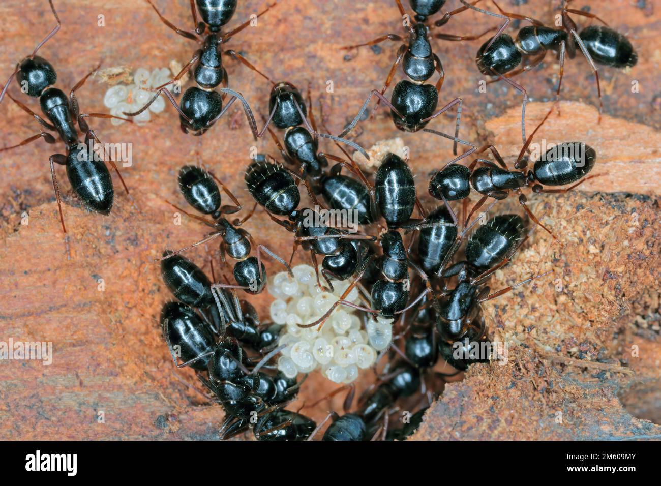 Black ants (Camponotus) under the bark of a dead tree caring for young