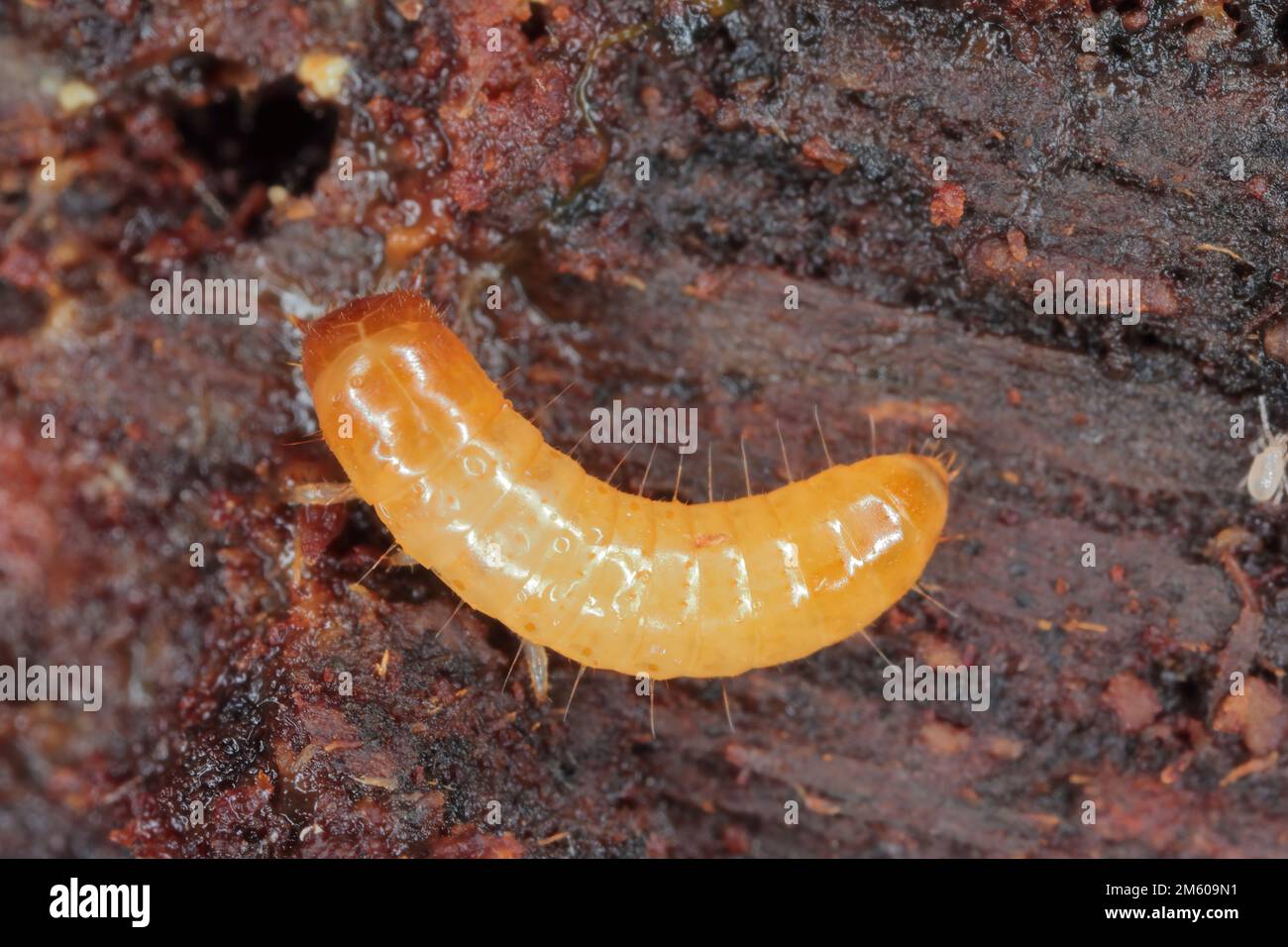 A Darkling Beetle (Tenebrionidae) larva under the bark of a dead tree. Stock Photo