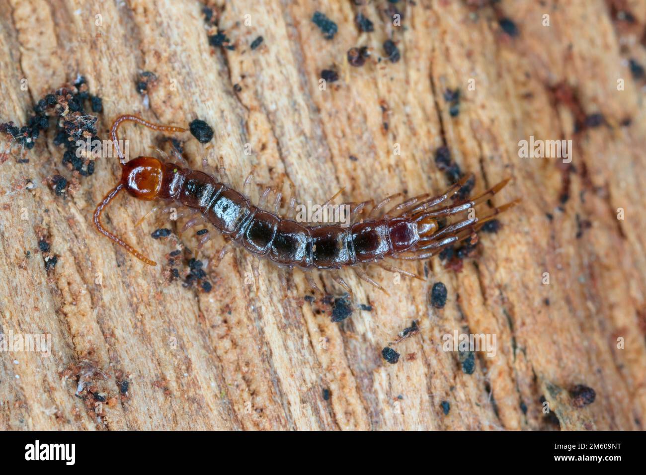 Centipede, Lithobiidae on wood, macro photo Stock Photo