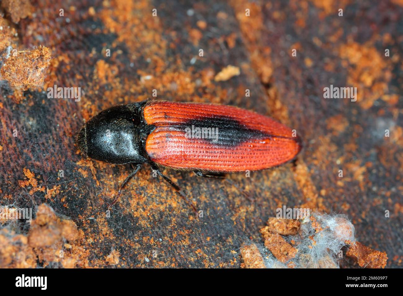 Click beetle (Ampedus sanguinolentus), on wood. Stock Photo