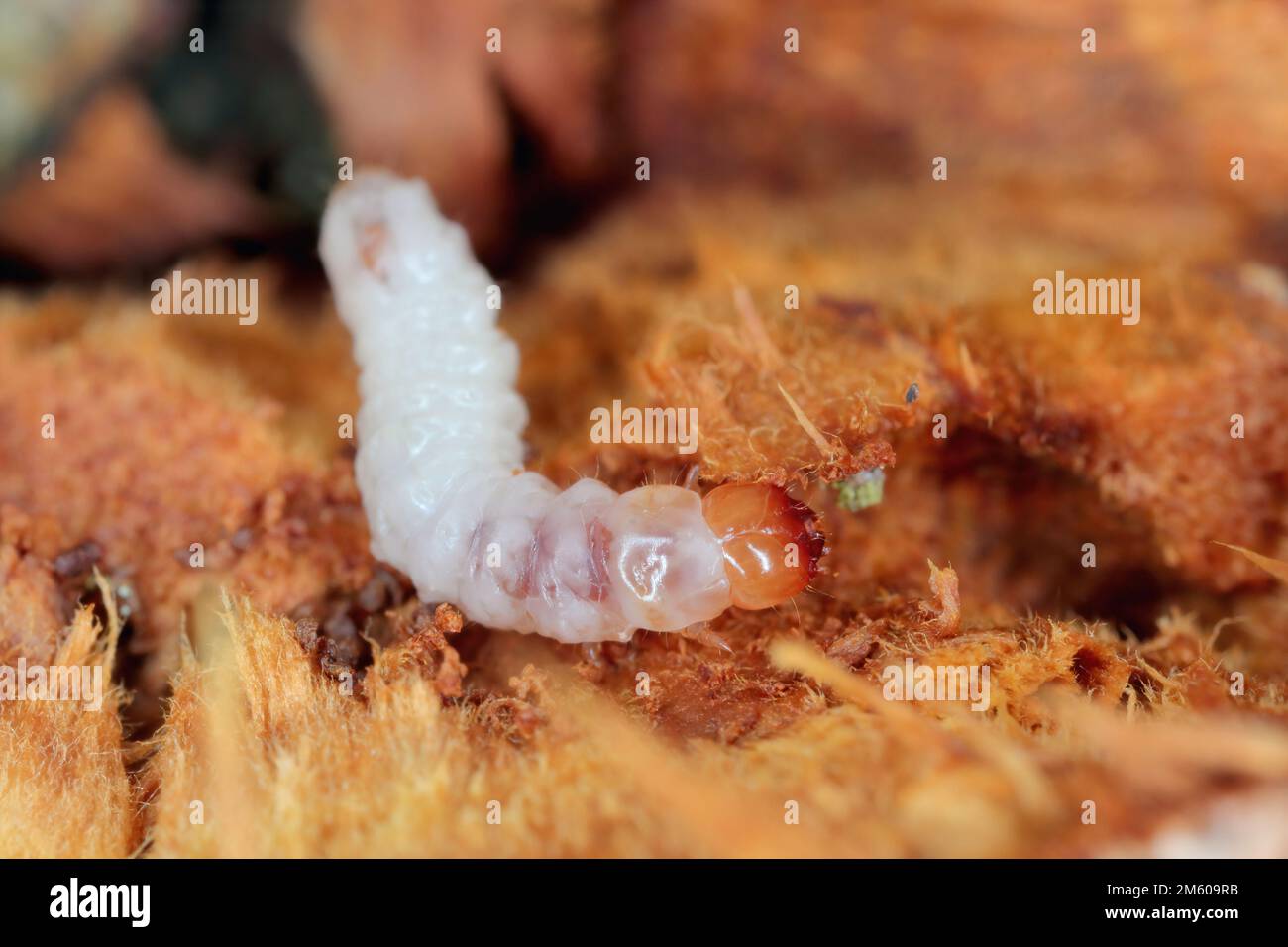 Melandryidae larva (Orchesia micans or luteipalpis) inside the fruiting body of an arboreal fungus. Stock Photo
